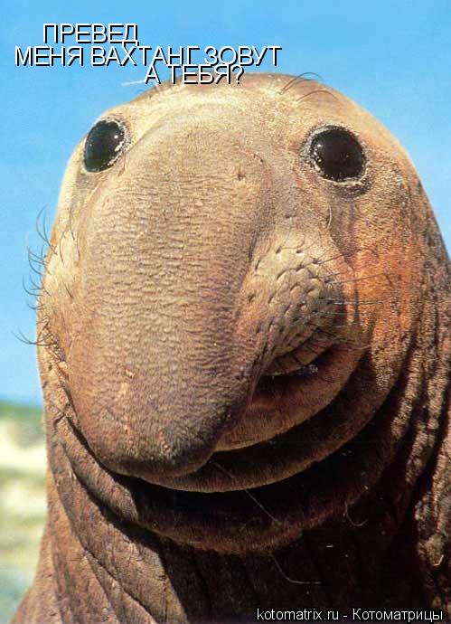 Котоматрица: ПРЕВЕД МЕНЯ ВАХТАНГ ЗОВУТ А ТЕБЯ?