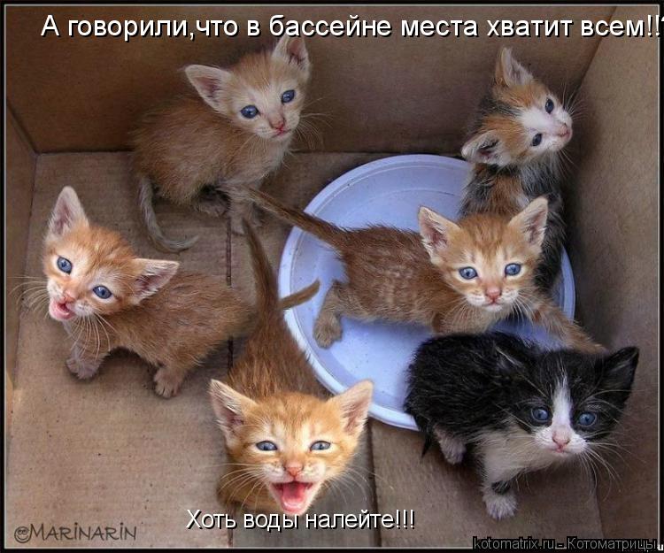 Котоматрица: А говорили,что в бассейне места хватит всем!!??? Хоть воды налейте!!!