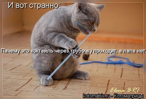 И вот странно: Пачему это коктейль через трубочку проходит, а лапа нет....... Котоматрица: И вот странно: Пачему это коктейль через трубочку проходит, а лапа нет....