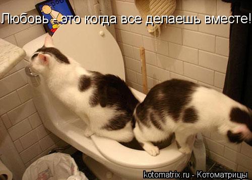 Котоматрица: Любовь - это когда все делаешь вместе!