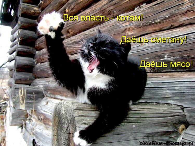 Котоматрица: Вся власть - котам! Даёшь сметану! Даёшь мясо!