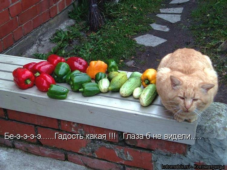 Бе-э-э-э-э......Гадость какая !!! Глаза б не видели........ Котоматрица: Бе-э-э-э-э......Гадость какая !!! Глаза б не видели.....