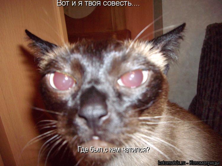 Котоматрица: Вот и я твоя совесть.... Где был,с кем чатился?