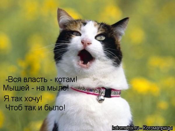 Котоматрица: -Вся власть - котам! Мышей - на мыло! Я так хочу! Чтоб так и было!