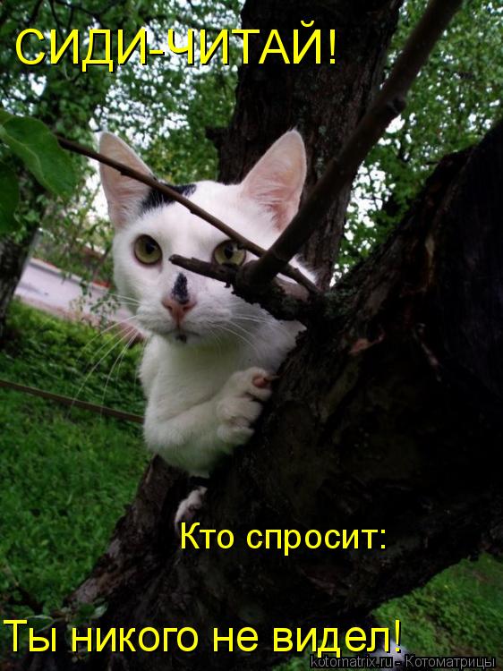 Кто спросит: Ты никого не видел! СИДИ-ЧИТАЙ!... Котоматрица: Кто спросит: Ты никого не видел! СИДИ-ЧИТАЙ!