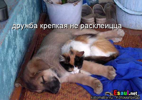дружба крепкая не расклеицца... Котоматрица: дружба крепкая не расклеицца