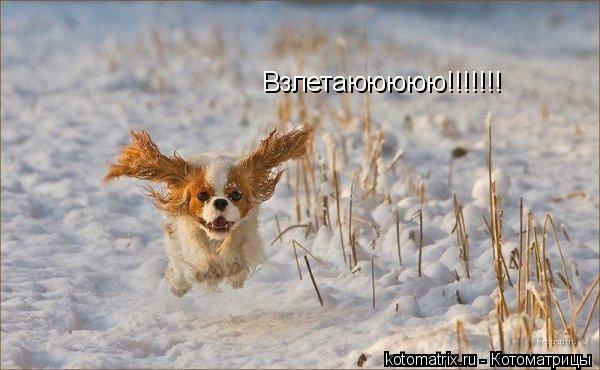 Взлетаююююю!!!!!!!... Котоматрица: Взлетаююююю!!!!!!!