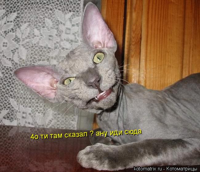 4о ти там сказал ? ану иди сюда... Котоматрица: 4о ти там сказал ? ану иди сюда