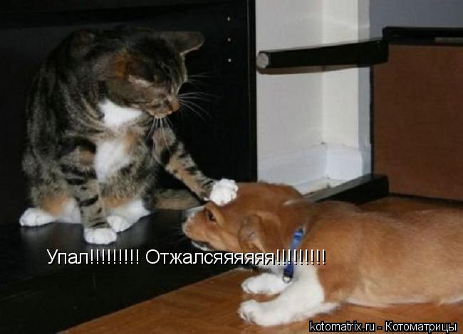 Котоматрица: Упал!!!!!!!!! Отжалсяяяяяя!!!!!!!!!