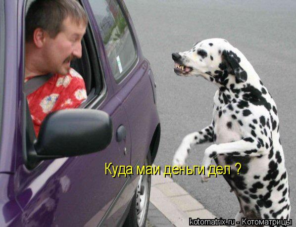 Куда маи деньги дел ?... Котоматрица: Куда маи деньги дел ?