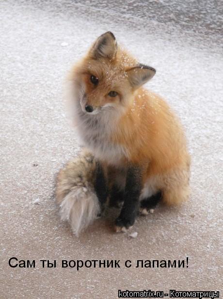 Котоматрица: Сам ты воротник с лапами!
