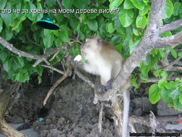 это че за хрень на моем дереве висит?... Котоматрица: это че за хрень на моем дереве висит?