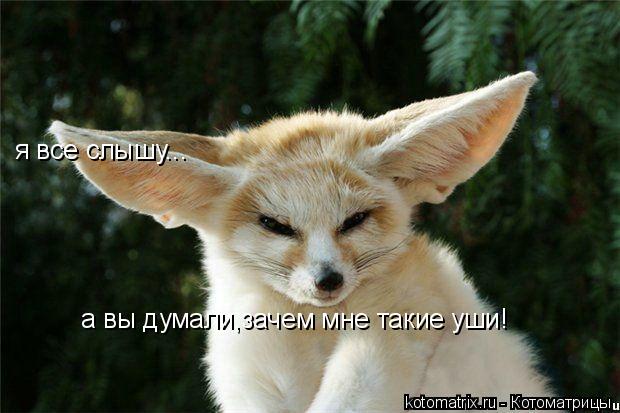 я все слышу... а вы думали,зачем мне такие уши!... Котоматрица: я все слышу... а вы думали,зачем мне такие уши!
