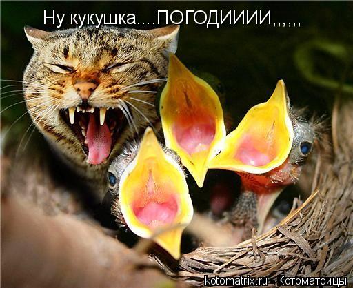Котоматрица: Ну кукушка....ПОГОДИИИИ,,,,,,