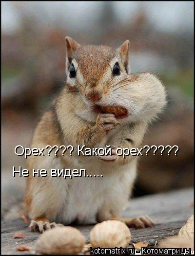 Котоматрица: Орех???? Какой орех????? Не не видел.....