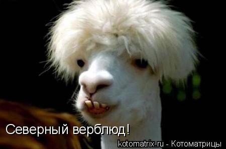 Северный верблюд!... Котоматрица: Северный верблюд!