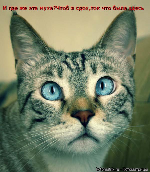 Котоматрица: И где же эта муха?Чтоб я сдох,ток что была здесь