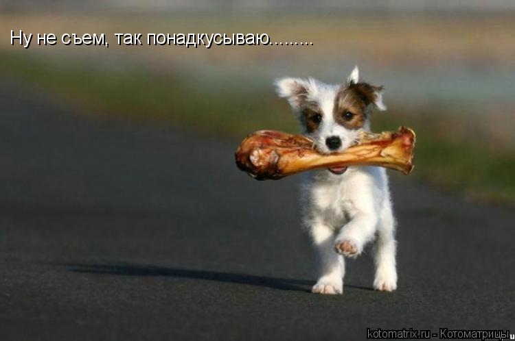 Ну не съем, так понадкусываю............ Котоматрица: Ну не съем, так понадкусываю.........