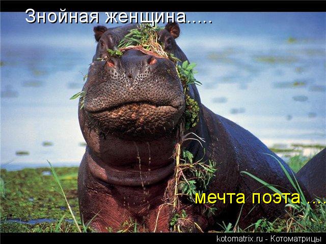 Котоматрица: мечта поэта .... Знойная женщина.....