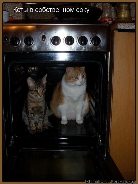 Котоматрица: Коты в собственном соку