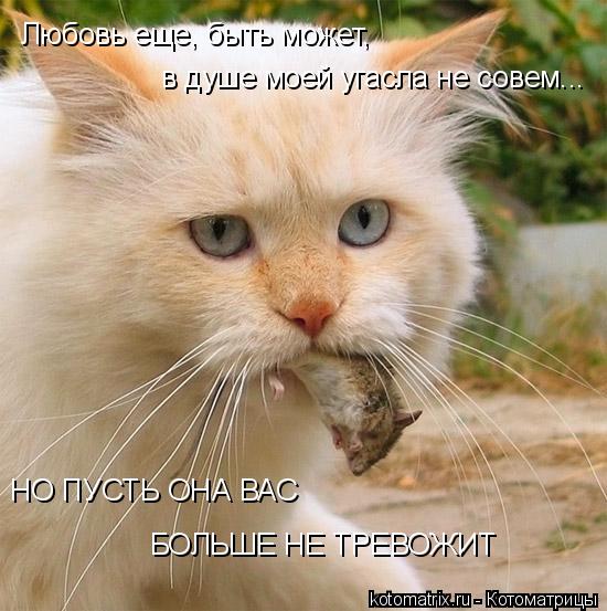 Любовь еще, быть может, в душе моей угасла не совем... НО ПУСТЬ ОНА ВАС БОЛЬШЕ НЕ ТРЕВОЖИТ... Котоматрица: Любовь еще, быть может, в душе моей угасла не совем... НО ПУСТЬ ОНА ВАС БОЛЬШЕ НЕ ТРЕВОЖИТ