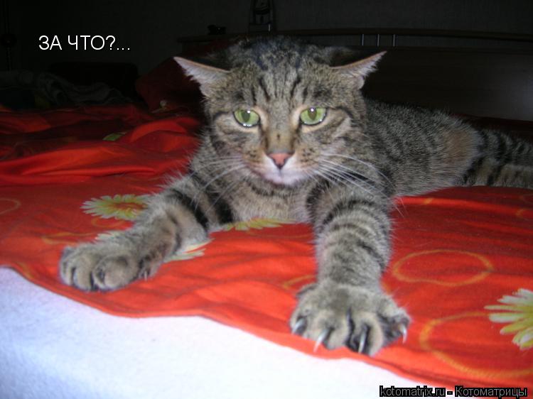 ЗА ЧТО?...... Котоматрица: ЗА ЧТО?...
