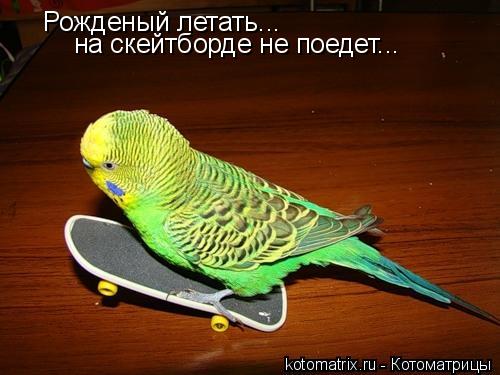 Рожденый летать... на скейтборде не поедет...... Котоматрица: Рожденый летать... на скейтборде не поедет...