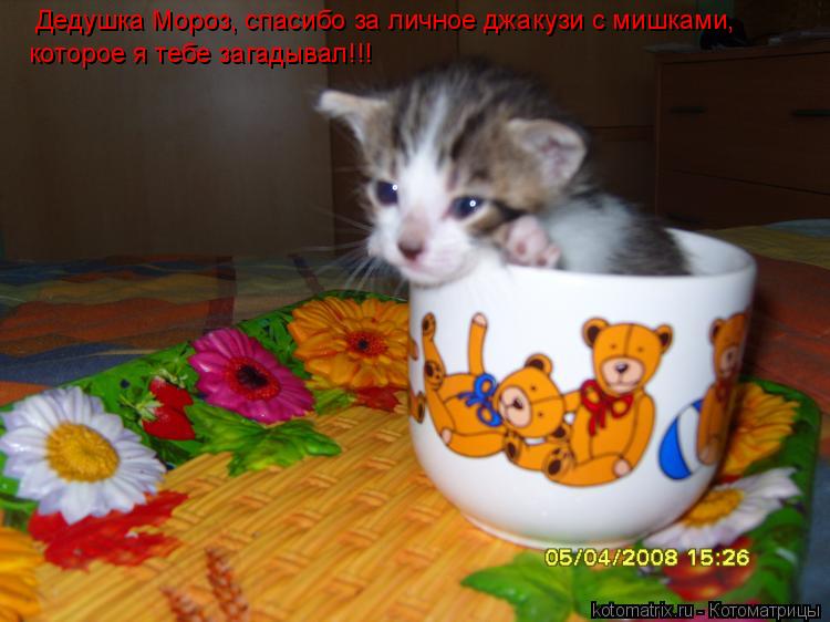 Дедушка Мороз, спасибо за личное джакузи с мишками, которое я тебе загадывал!!!... Котоматрица: Дедушка Мороз, спасибо за личное джакузи с мишками, которое я тебе загадывал!!!