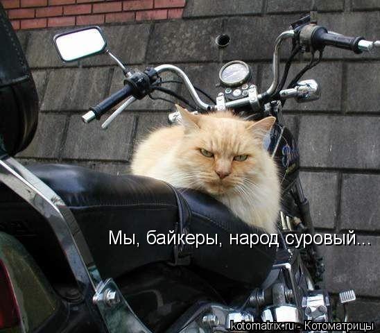 Мы, байкеры, народ суровый...... Котоматрица: Мы, байкеры, народ суровый...