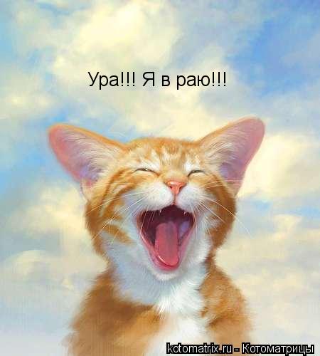 Ура!!! Я в раю!!!... Котоматрица: Ура!!! Я в раю!!!