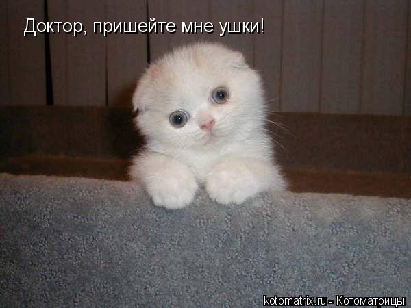 Доктор, пришейте мне ушки!... Котоматрица: Доктор, пришейте мне ушки!