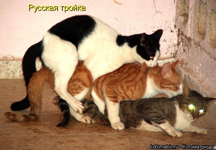 котоматрица