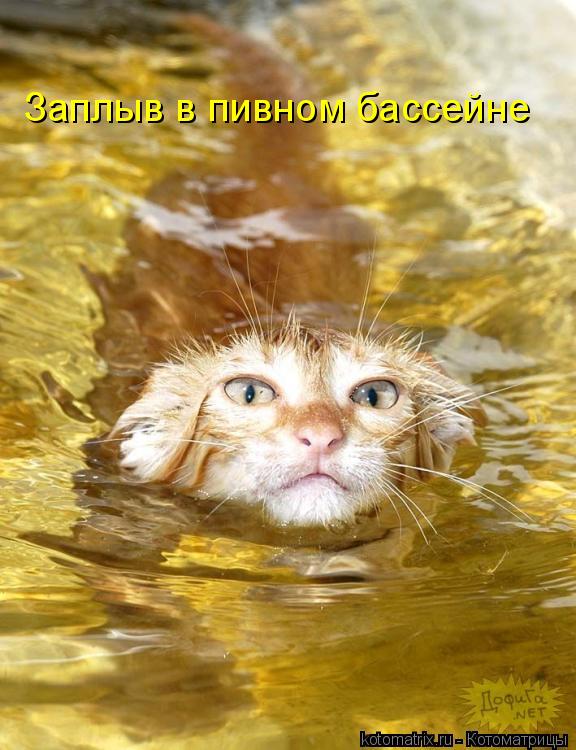 Заплыв в пивном бассейне... Котоматрица: Заплыв в пивном бассейне
