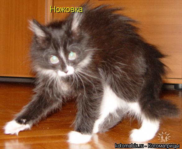 Ножовка... Котоматрица: Ножовка