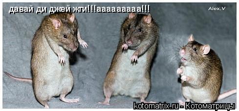 давай ди джей жги!!!ааааааааа!!!... Котоматрица: давай ди джей жги!!!ааааааааа!!!