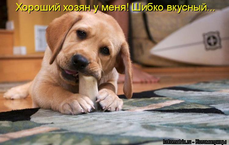 Хороший хозян у меня! Шибко вкусный...... Котоматрица: Хороший хозян у меня! Шибко вкусный...