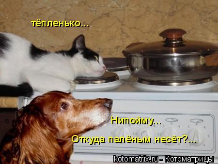 тёпленько... Откуда палёным несёт?... Нипойму...... Котоматрица: тёпленько... Откуда палёным несёт?... Нипойму...