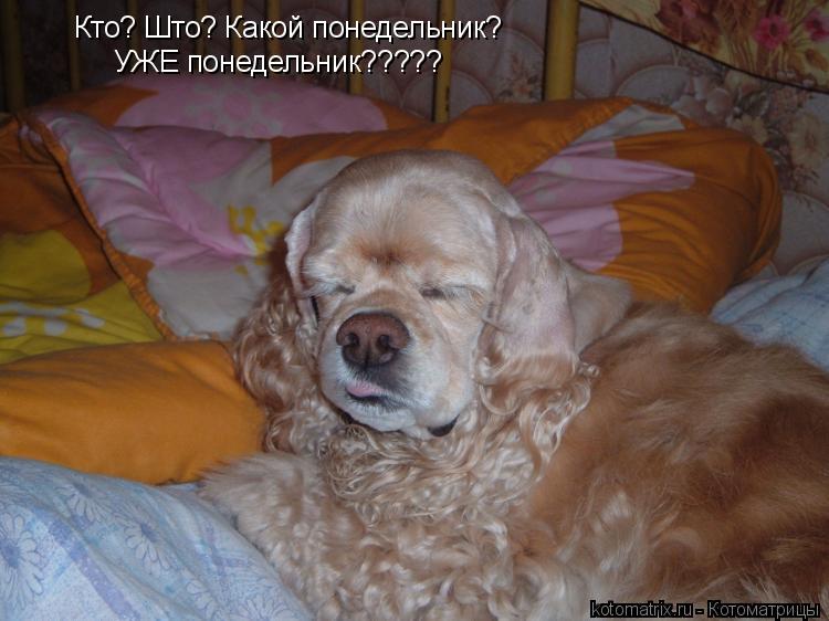 Котоматрица: Кто? Што? Какой понедельник? УЖЕ понедельник?????