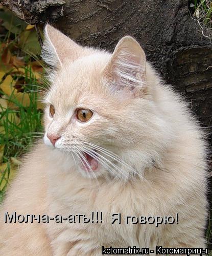 Котоматрица: Молча-а-ать!!! Я говорю!