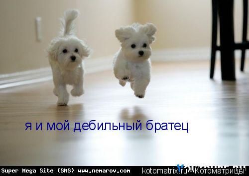 я и мой дебильный братец... Котоматрица: я и мой дебильный братец