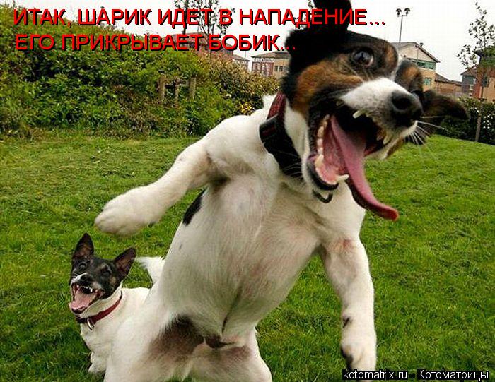 ИТАК, ШАРИК ИДЕТ В НАПАДЕНИЕ... ЕГО ПРИКРЫВАЕТ БОБИК...... Котоматрица: ИТАК, ШАРИК ИДЕТ В НАПАДЕНИЕ... ЕГО ПРИКРЫВАЕТ БОБИК...