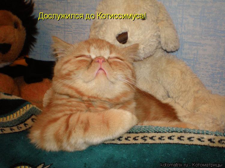 Дослужился до Котиссимуса!... Котоматрица: Дослужился до Котиссимуса!