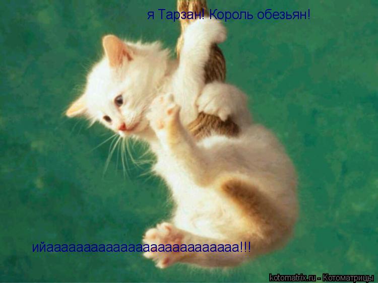 Котоматрица: я Тарзан! Король обезьян! ийаааааааааааааааааааааааааа!!!