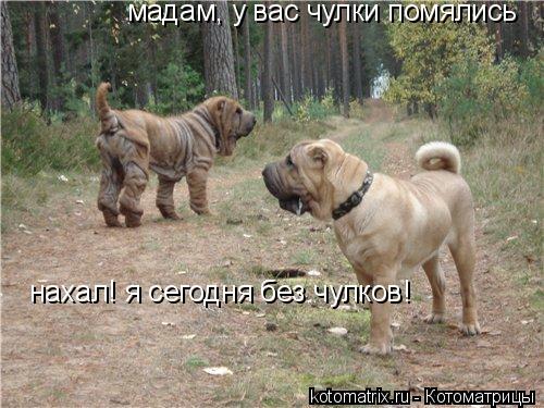 мадам, у вас чулки помялись нахал! я сегодня без чулков!... Котоматрица: мадам, у вас чулки помялись нахал! я сегодня без чулков!
