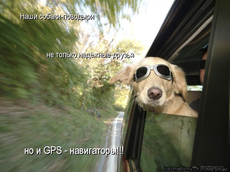 Котоматрица: Наши собаки-поводыри не только надёжные друзья но и GPS - навигаторы!!!