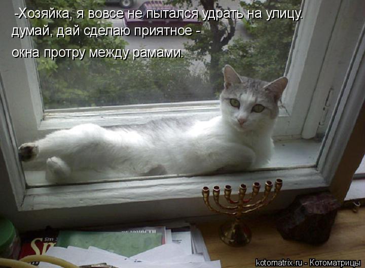 -Хозяйка, я вовсе не пытался удрать на улицу. думай, дай сделаю приятное - окна протру между рамами.... Котоматрица: -Хозяйка, я вовсе не пытался удрать на улицу. думай, дай сделаю приятное - окна протру между рамами.
