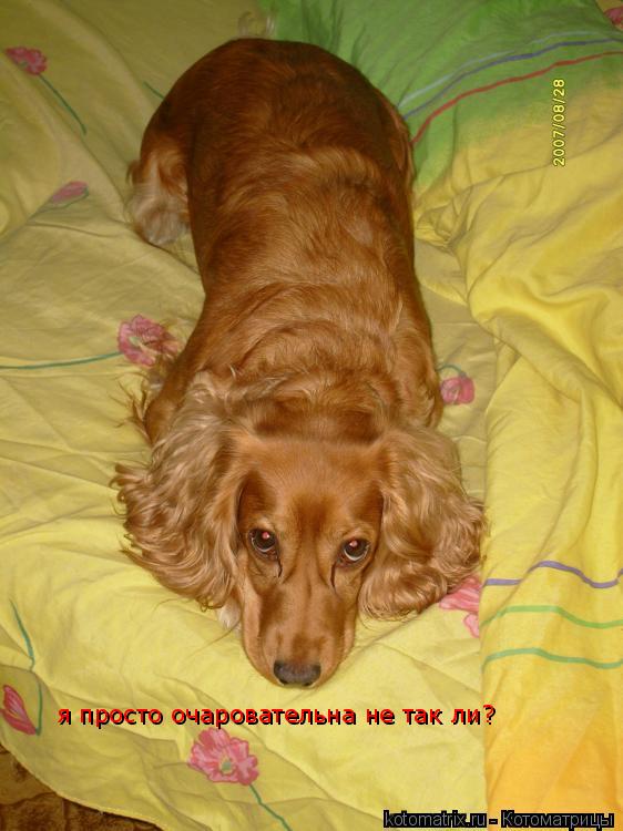 я просто очаровательна не так ли?... Котоматрица: я просто очаровательна не так ли?
