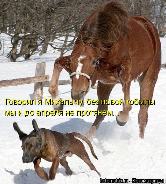 Говорил я Михалычу, без новой кобылы мы и до апреля не протянем...... Котоматрица: Говорил я Михалычу, без новой кобылы мы и до апреля не протянем...