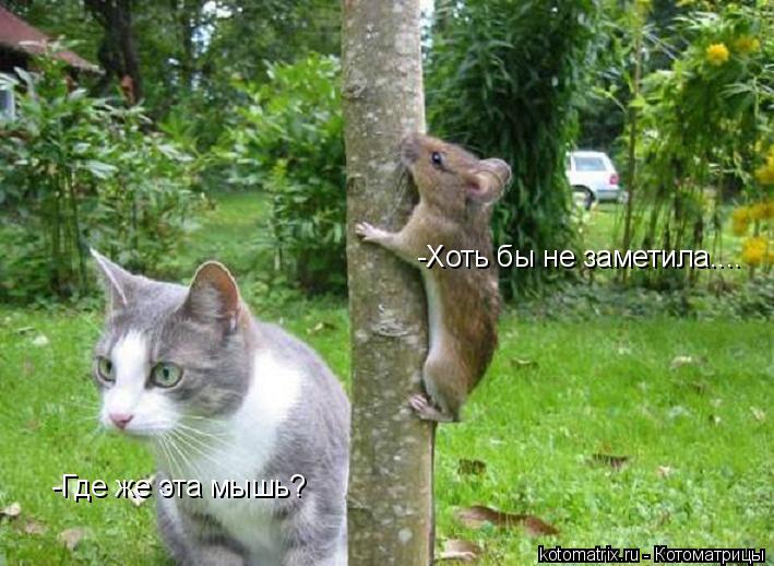 -Где же эта мышь? -Хоть бы не заметила....... Котоматрица: -Где же эта мышь? -Хоть бы не заметила....