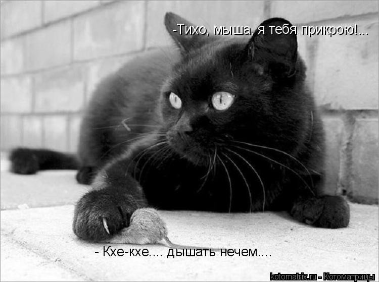 Котоматрица: -Тихо, мыша, я тебя прикрою!... - Кхе-кхе.... дышать нечем....